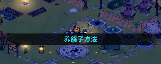 仙山小农养鸽子方法