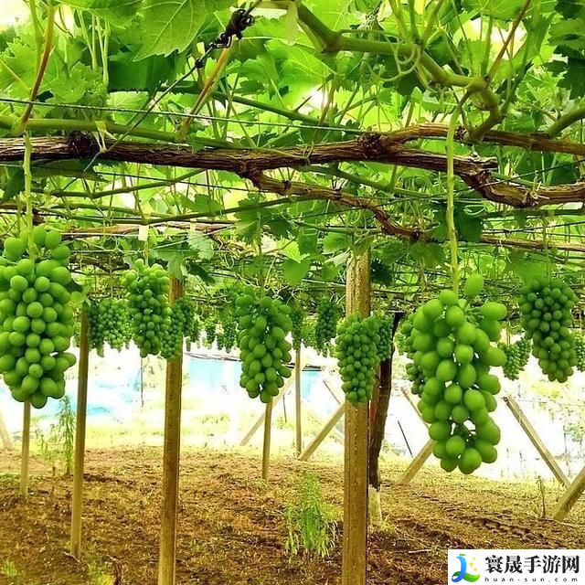 日本一产区与二产区葡萄