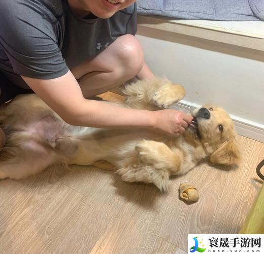 和金毛做了四年都没事人闻
