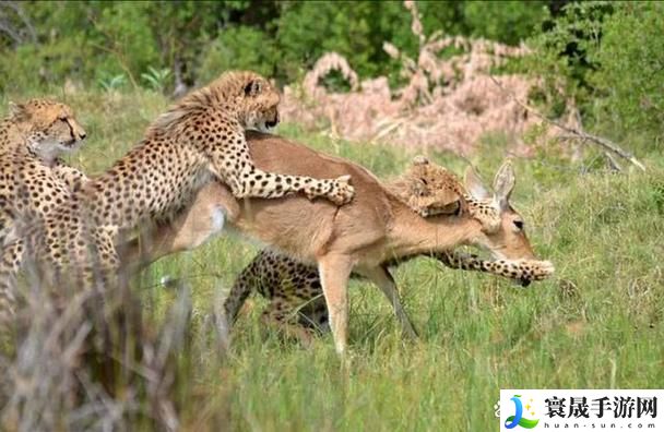 大肉大捧一进一出视频来了