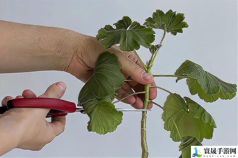 在床上的72种扦插方法