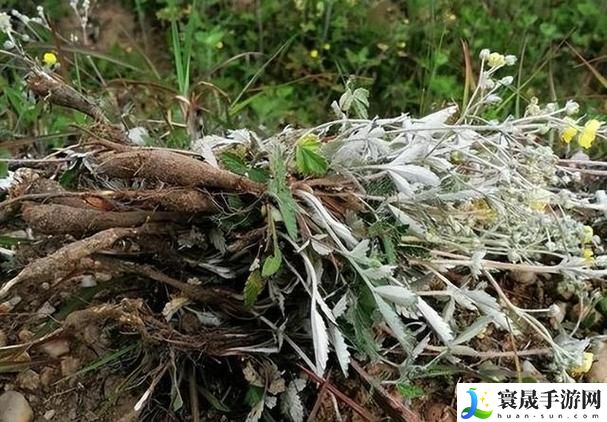 当生活的喧嚣消退，是否能找到属于自己的宁静？——在房间里