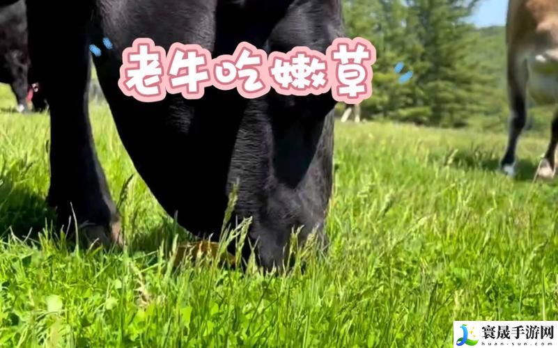 老牛嫩草AⅤ一区二区三区