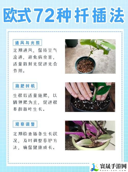 欧式72种扦插法的注意事项