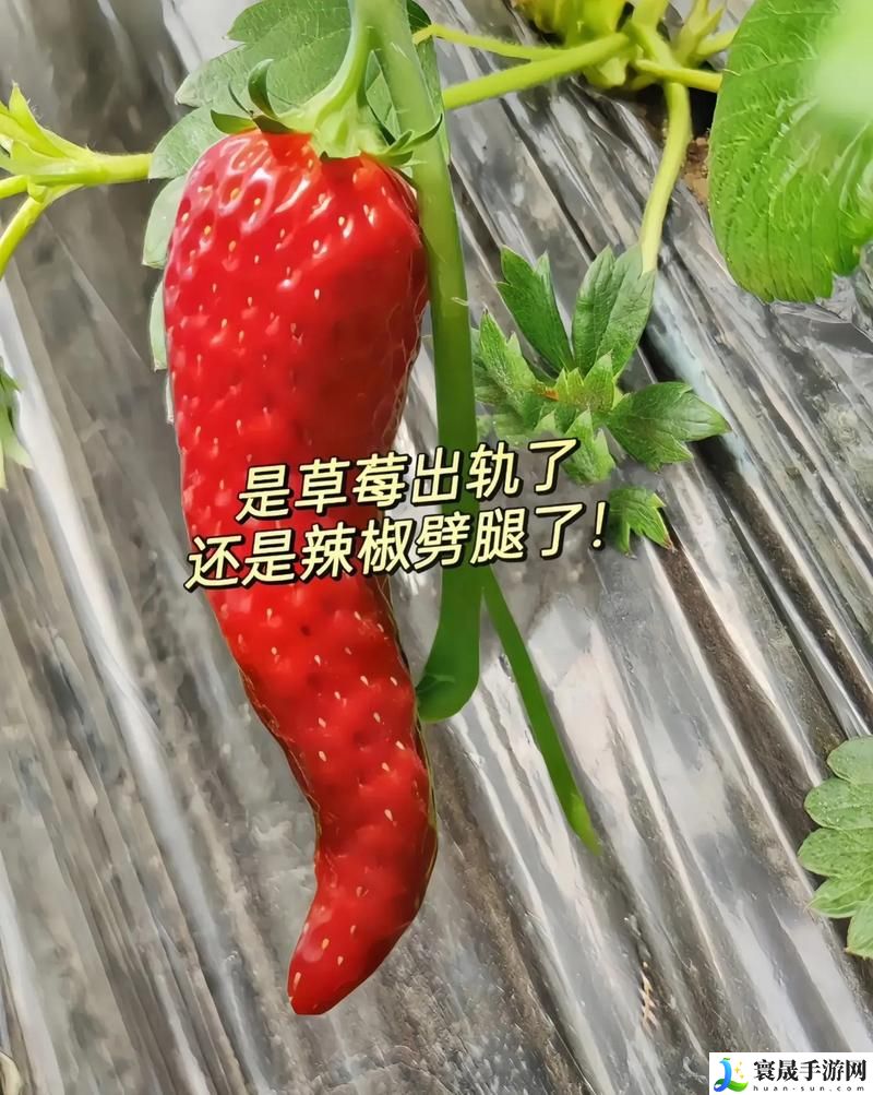 草莓苹果香蕉秋葵菠萝蜜APP