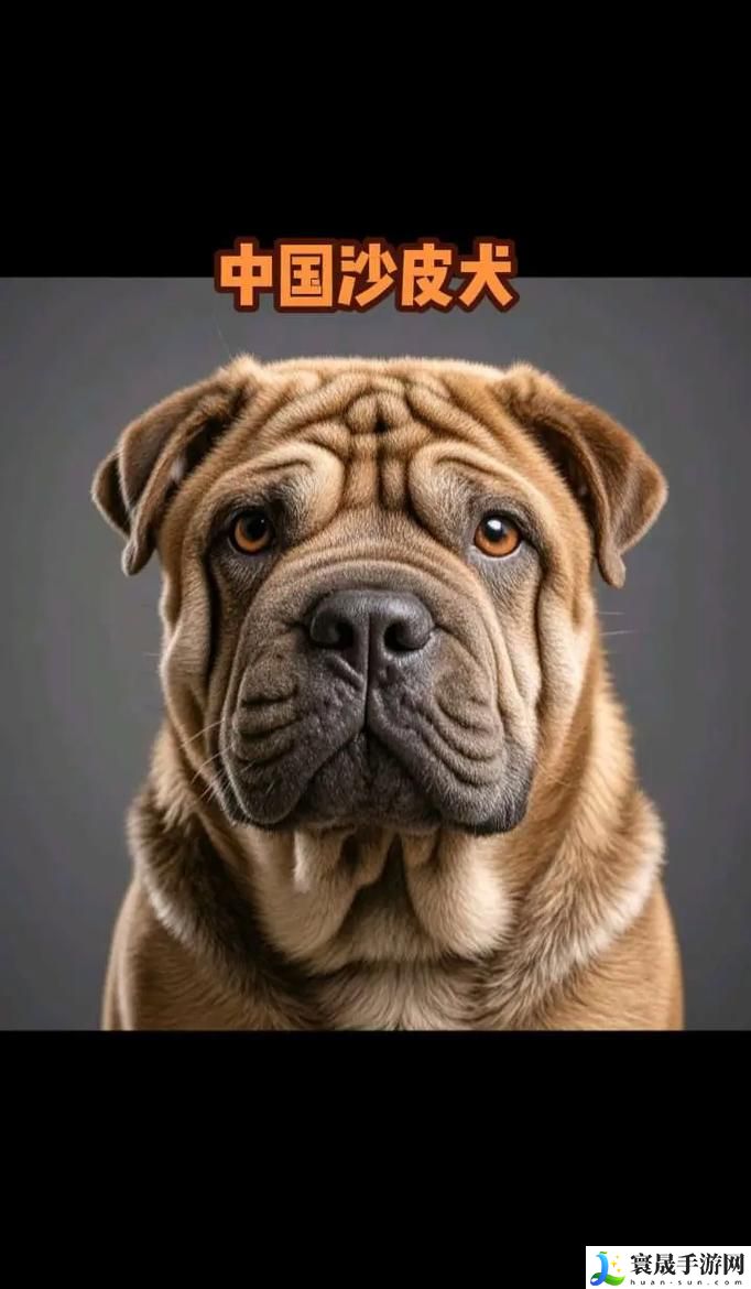AAAA级毛皮最火的一句狗