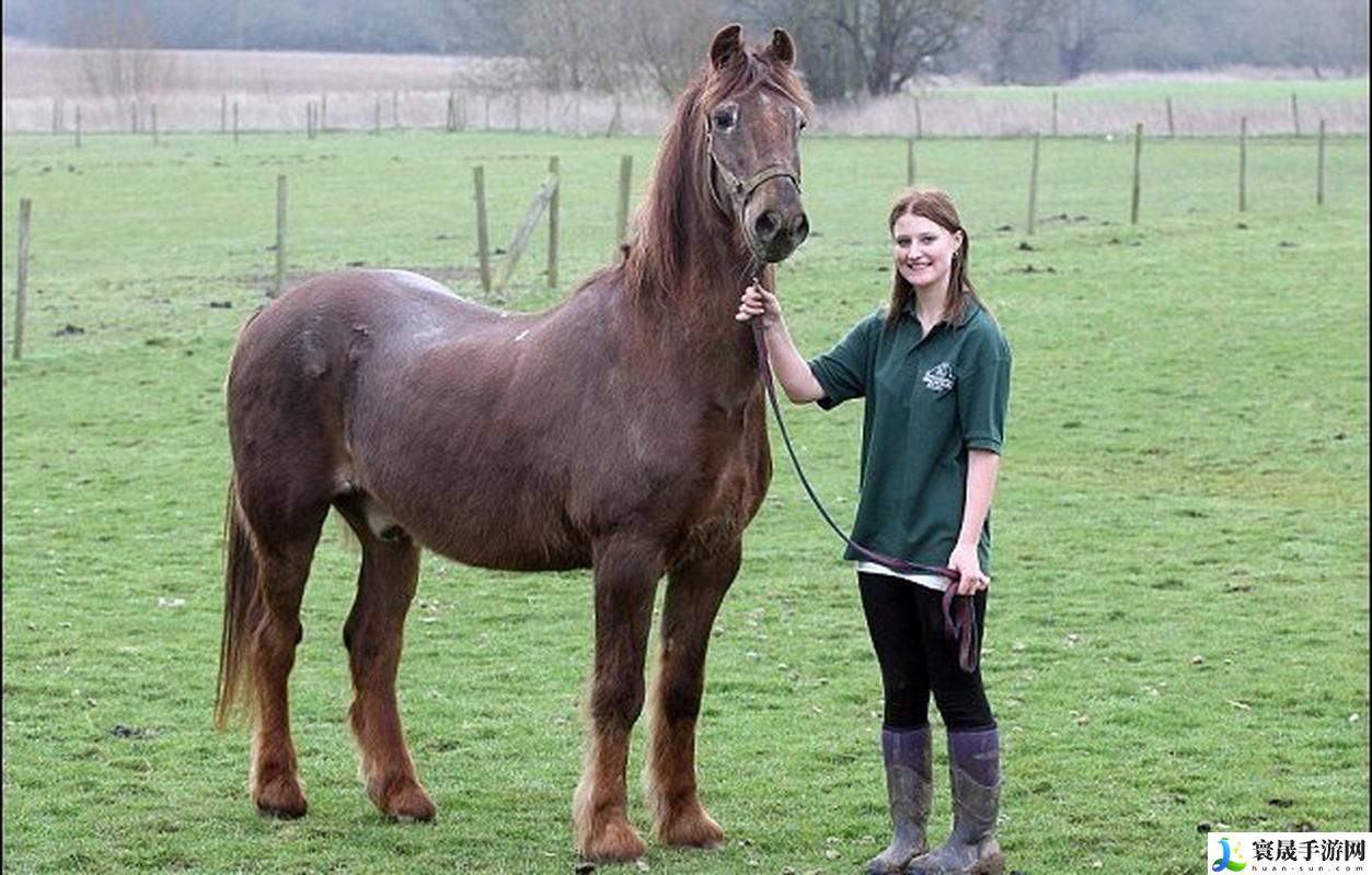 女人和马发生性后肚子变大的原因