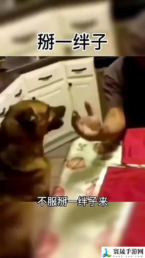 人狗大战2高清正版免费