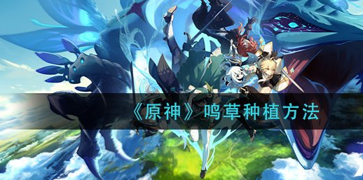 原神鸣草怎么种植-种植鸣草方法攻略
