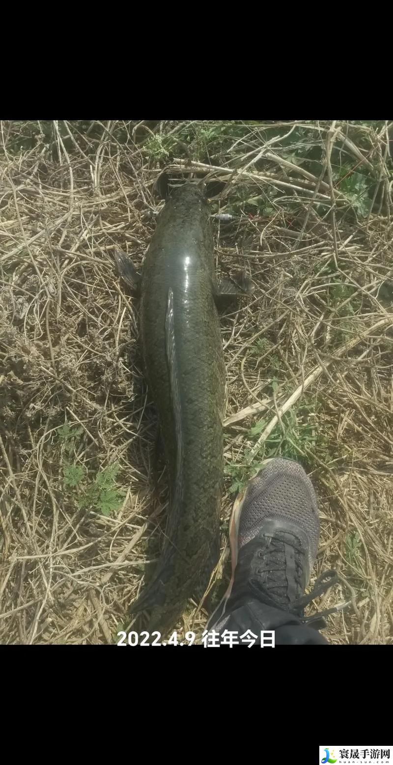 巨大黑又大又长又粗